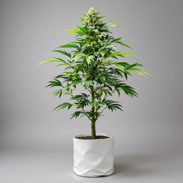 Emballage de graines de cannabis Tuna Kush — Royal King Seeds France
