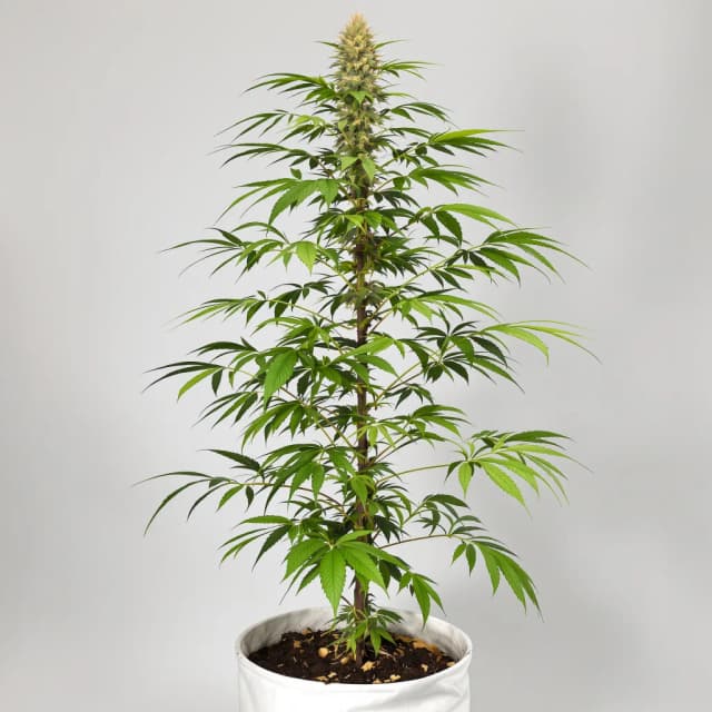 Emballage de graines de cannabis Turbo Mind Warp — Royal King Seeds France