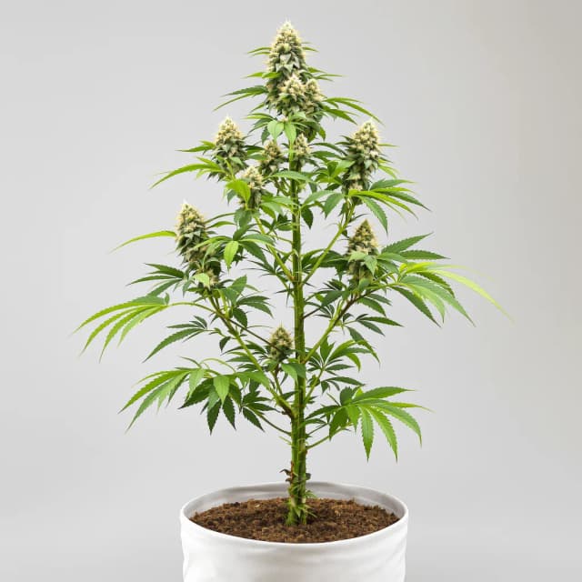 Emballage de graines de cannabis UK Cheese — Royal King Seeds France