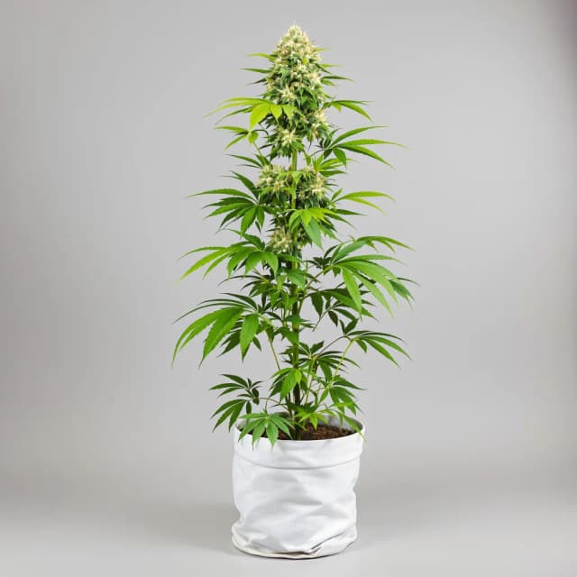 Emballage de graines de cannabis Valentine X CBD — Royal King Seeds France