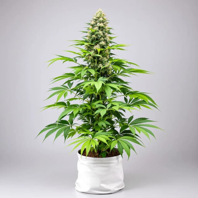 Emballage de graines de cannabis Vanilla Kush — Royal King Seeds France