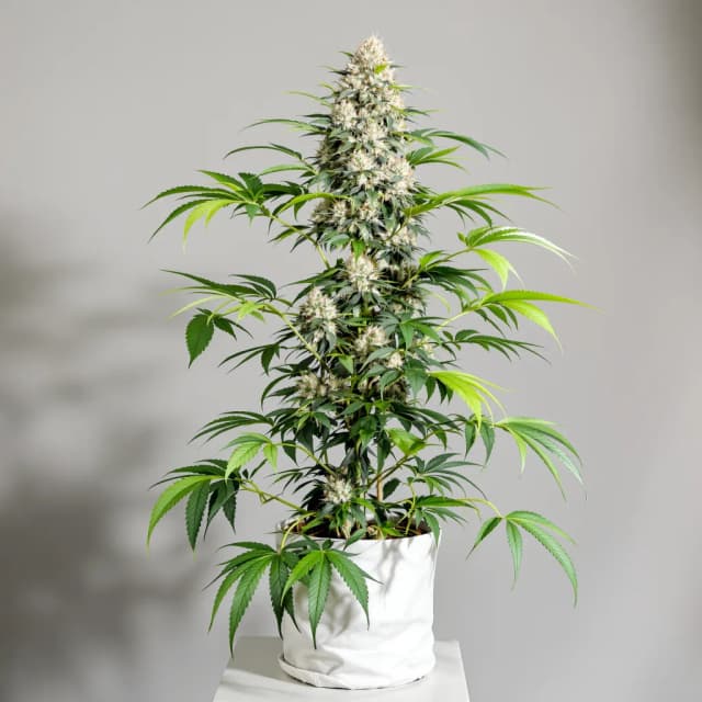 Emballage de graines de cannabis Venom OG — Royal King Seeds France