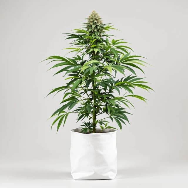 Emballage de graines de cannabis Violator Kush — Royal King Seeds France