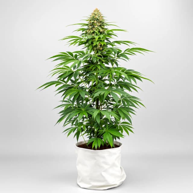 Emballage de graines de cannabis Watermelon Bubblegum — Royal King Seeds France