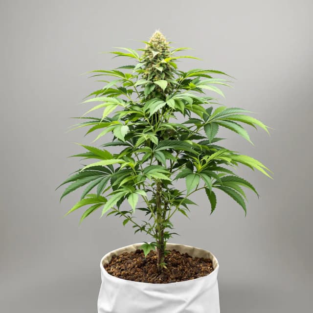 Emballage de graines de cannabis White Rhino — Royal King Seeds France