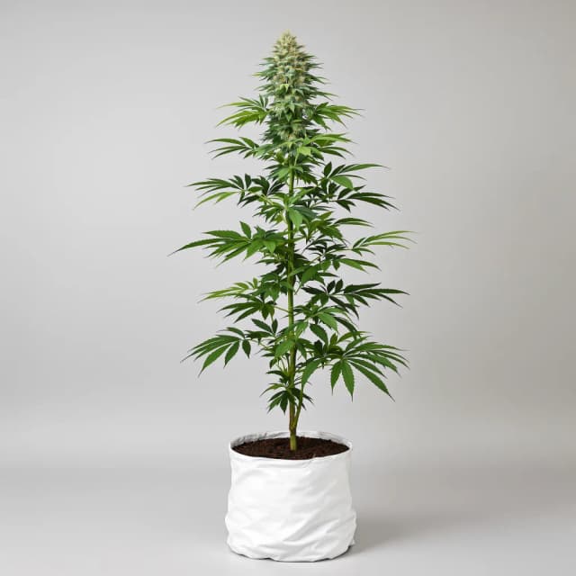Emballage de graines de cannabis White Widow — Royal King Seeds France