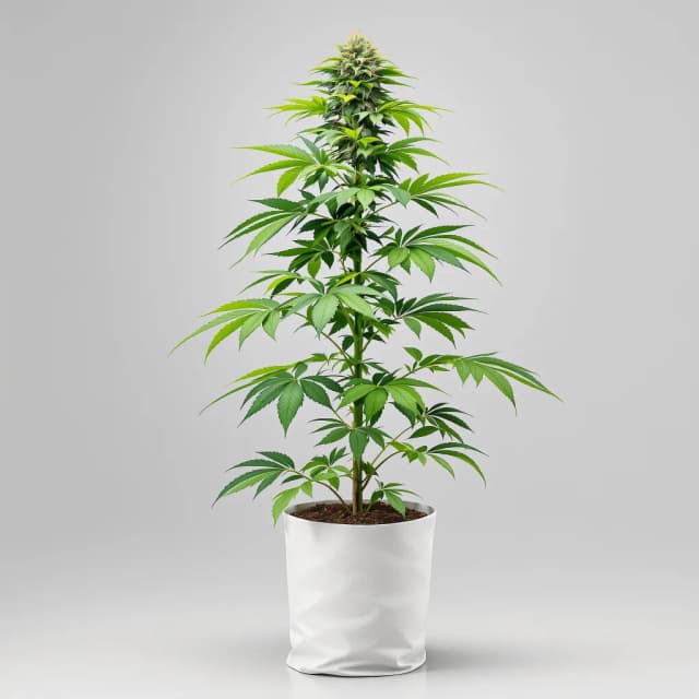 Emballage de graines de cannabis Wild Hog — Royal King Seeds France