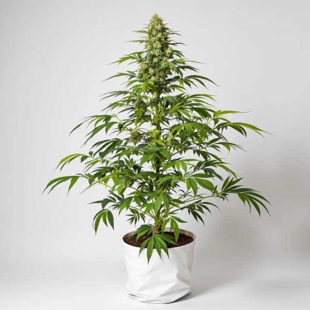 Emballage de graines de cannabis Willy's Wonder — Royal King Seeds France