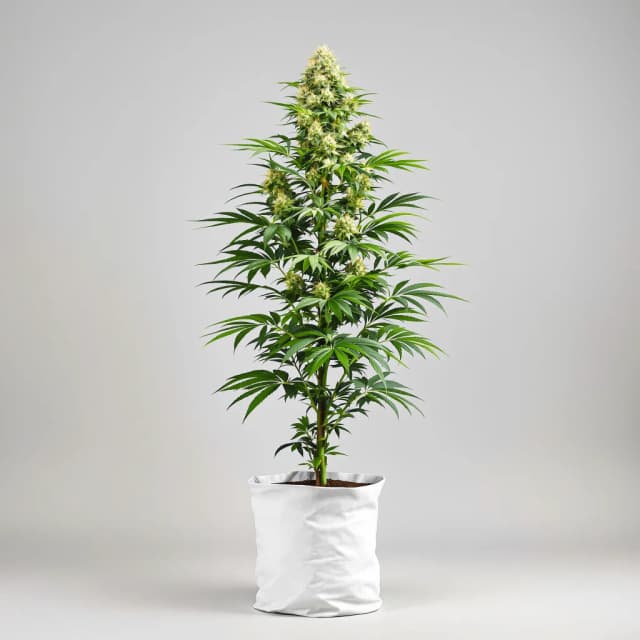 Emballage de graines de cannabis Wilson — Royal King Seeds France