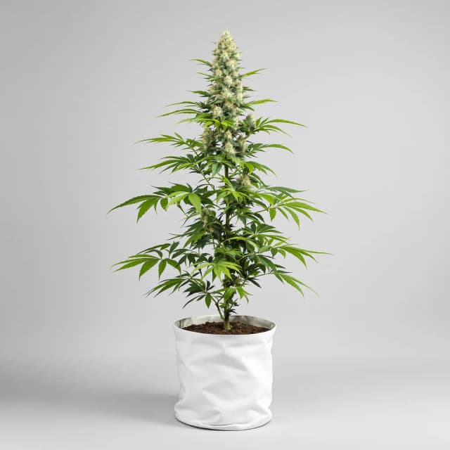 Emballage de graines de cannabis X-Files — Royal King Seeds France