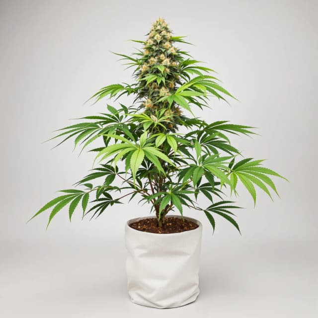 Emballage de graines de cannabis X-Wing — Royal King Seeds France