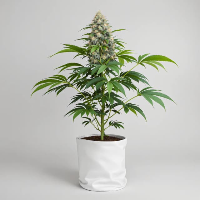 Emballage de graines de cannabis Zombie OG — Royal King Seeds France