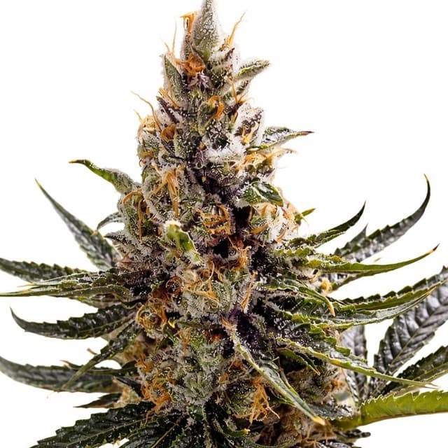 Emballage de graines de cannabis 24k Gold — Royal King Seeds France