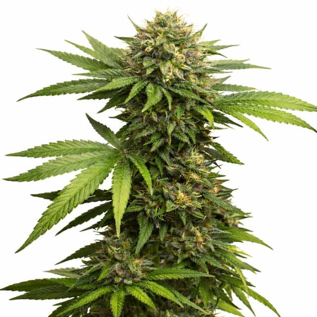 Emballage de graines de cannabis 303 OG — Royal King Seeds France