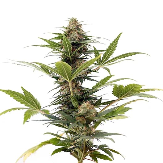 Emballage de graines de cannabis Aberdeen — Royal King Seeds France