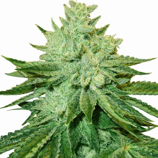 Emballage de graines de cannabis Afgoo — Royal King Seeds France