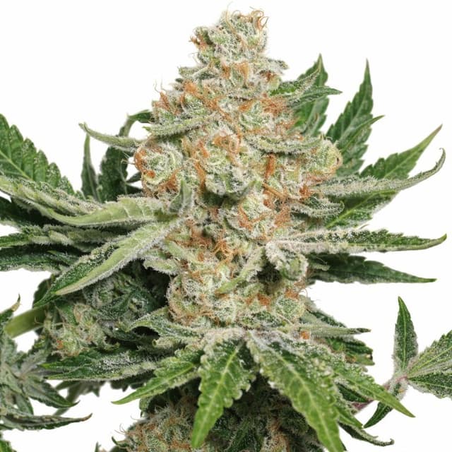 Emballage de graines de cannabis Alien Dawg — Royal King Seeds France