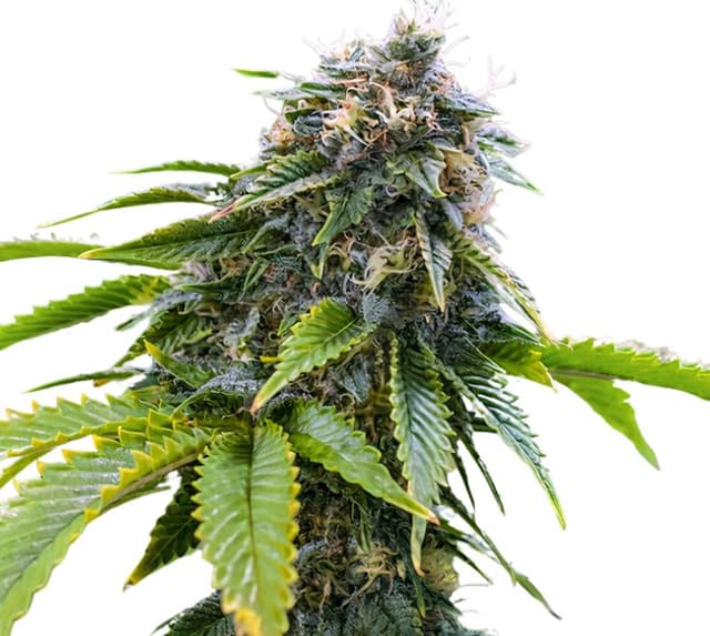 Emballage de graines de cannabis Alpha Blue — Royal King Seeds France