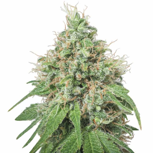 Emballage de graines de cannabis Amnesia — Royal King Seeds France