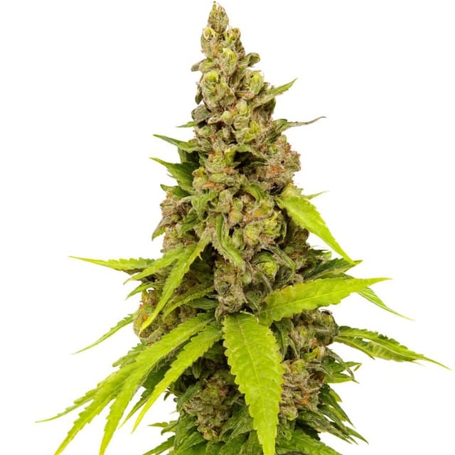 Emballage de graines de cannabis Apollo 13 — Royal King Seeds France