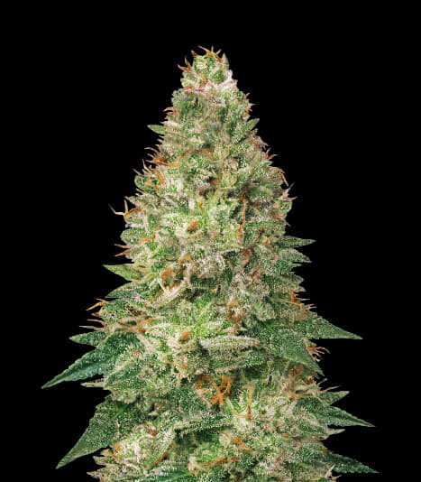 Emballage de graines de cannabis Avalon — Royal King Seeds France
