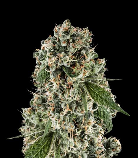 Emballage de graines de cannabis Bandana — Royal King Seeds France