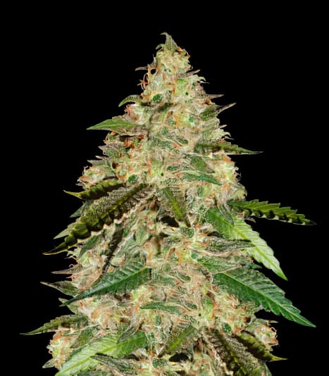 Emballage de graines de cannabis Bay 11 — Royal King Seeds France