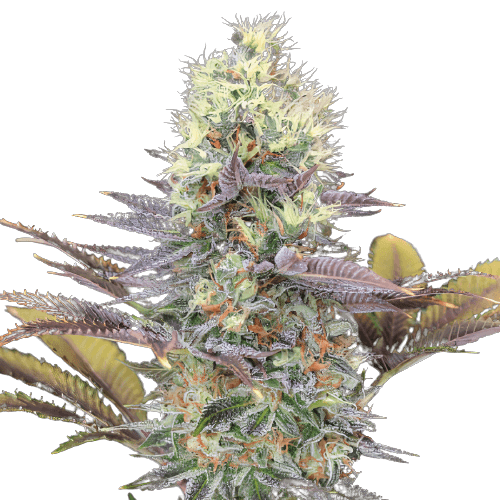 Emballage de graines de cannabis Bay Dream — Royal King Seeds France