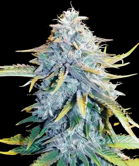 Emballage de graines de cannabis Big Blue — Royal King Seeds France