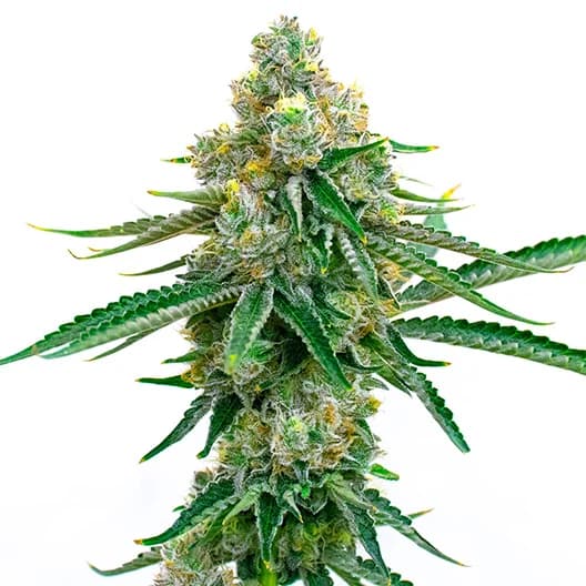 Big Kush Feminized