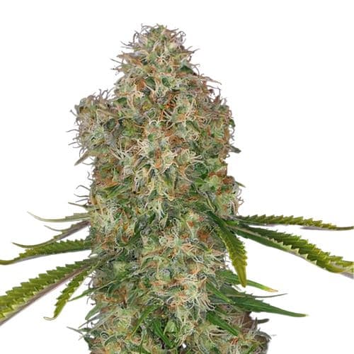 Emballage de graines de cannabis Blue Cinex — Royal King Seeds France