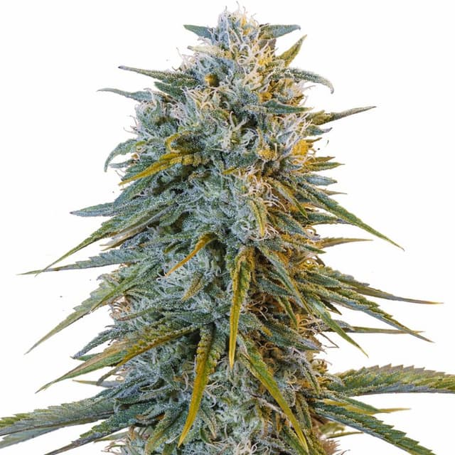 Emballage de graines de cannabis Blue Dream — Royal King Seeds France