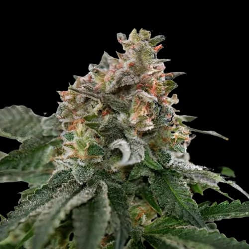 Emballage de graines de cannabis Blue Goo — Royal King Seeds France