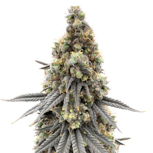 Emballage de graines de cannabis Blue Lyly — Royal King Seeds France