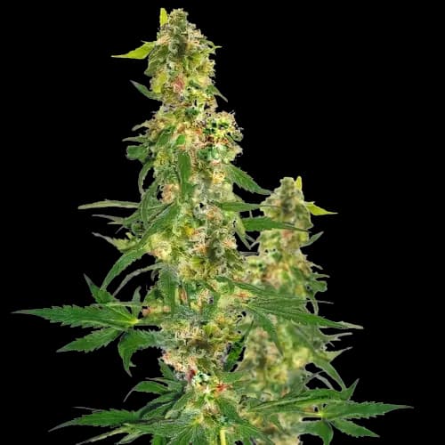 Emballage de graines de cannabis Blueberry Haze — Royal King Seeds France
