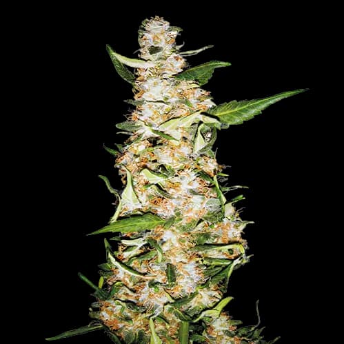Emballage de graines de cannabis Butter OG — Royal King Seeds France