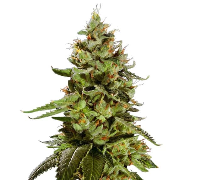 Emballage de graines de cannabis Cat Piss — Royal King Seeds France