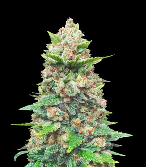 Emballage de graines de cannabis CBD Haze — Royal King Seeds France
