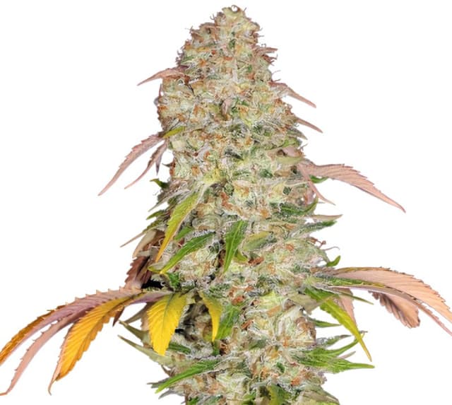 Emballage de graines de cannabis CBD Yummy — Royal King Seeds France