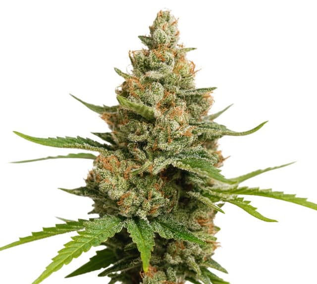 Charlie Sheen Auto