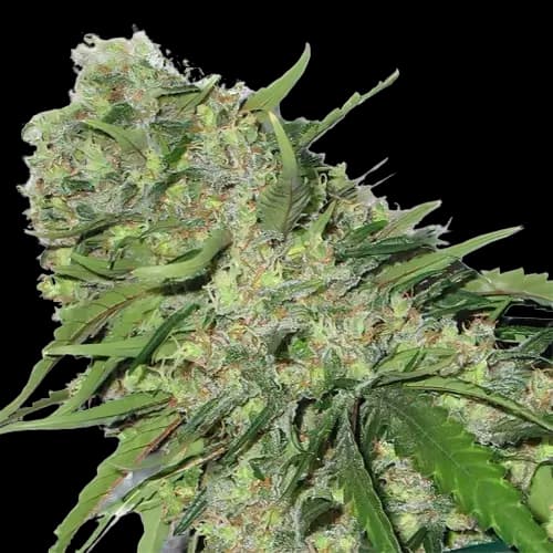 Emballage de graines de cannabis Chemo — Royal King Seeds France