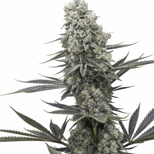 Emballage de graines de cannabis Chernobyl — Royal King Seeds France