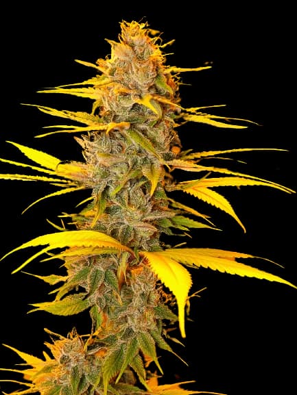 Emballage de graines de cannabis Cherry OG — Royal King Seeds France