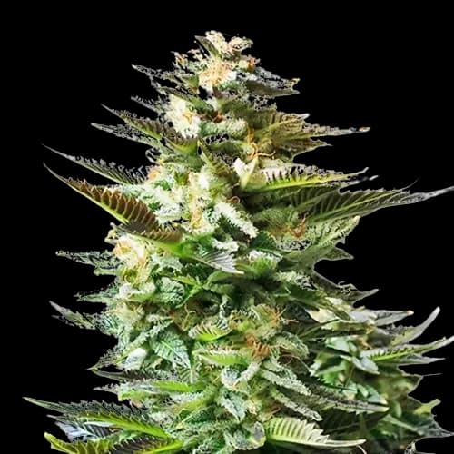 Emballage de graines de cannabis Chiesel — Royal King Seeds France