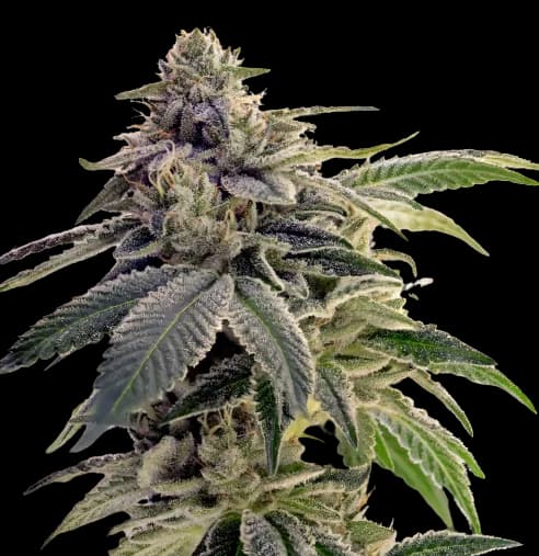 Emballage de graines de cannabis Citrix — Royal King Seeds France