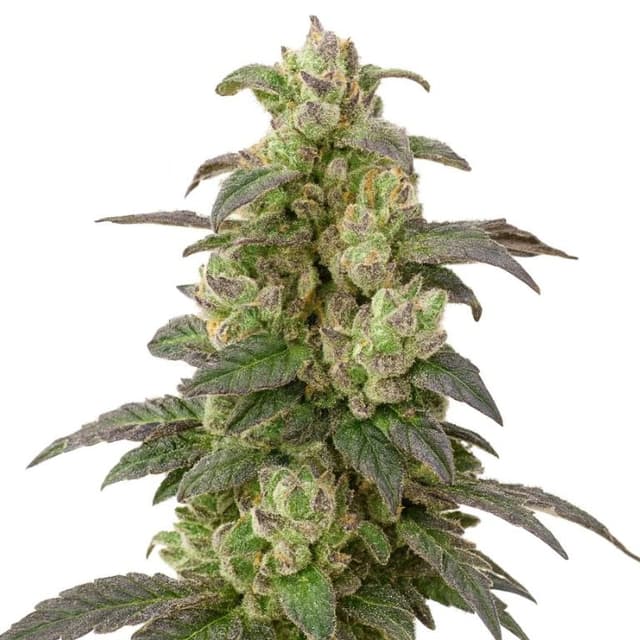 Emballage de graines de cannabis Coffee — Royal King Seeds France