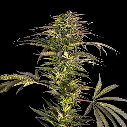 Emballage de graines de cannabis Diablo — Royal King Seeds France