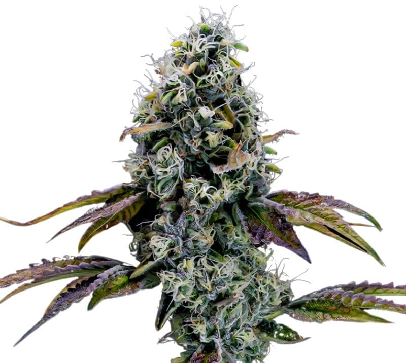 Dr. Funk Feminized