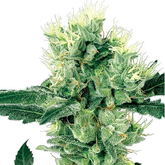 Emballage de graines de cannabis El Jefe — Royal King Seeds France