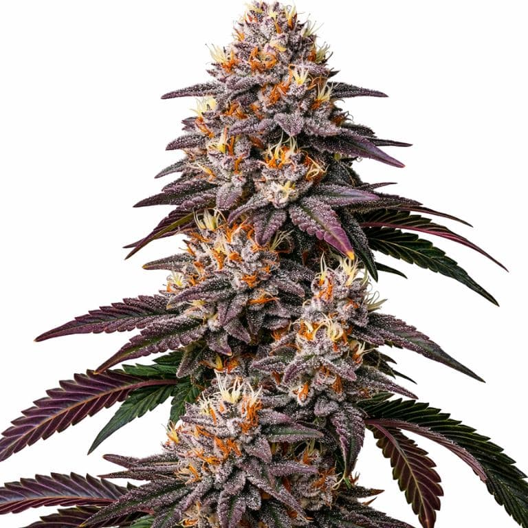 Gelato Feminized